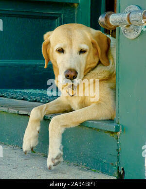 Vecchio laboratorio giallo su una strada principale vetrina porta a guardare il giorno andare da. Primo piano. Foto Stock