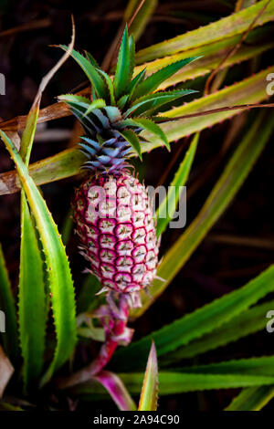 Ananas che cresce su una pianta; Hawaii, Stati Uniti d'America Foto Stock