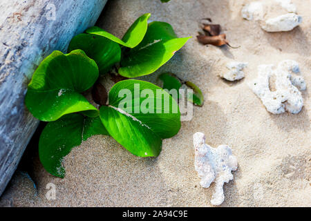 Driftwood, piante e coralli sulla sabbia; Kauai, Hawaii, Stati Uniti d'America Foto Stock