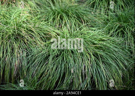 Lungo verde erba decorare l umile gli amministratori Giardino di Suzhou, Cina Foto Stock