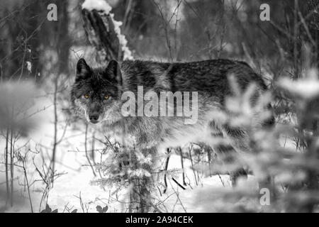 Wolf (Canis lupus) guardando fuori dagli alberi nella neve; Golden, British Columbia, Canada Foto Stock