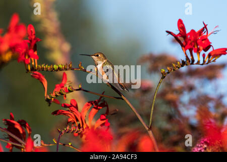 Una femmina arroccata Rufous Hummingbird (Selasforus rufus) in un giardino fiorito dell'Oregon in una serata estiva; Astoria, Oregon, Stati Uniti d'America Foto Stock