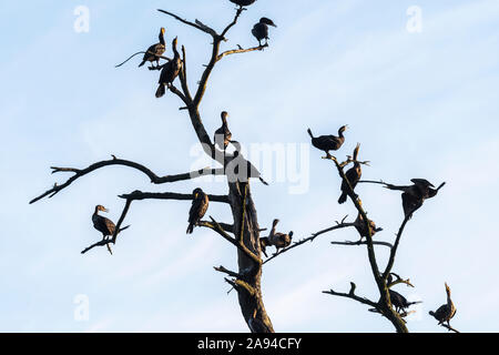 Cormorani a doppia cresta (Phalacrocorax auritus) arroccati su un albero a tre grazie sulla baia di Tillamook; Bay City, Oregon, Stati Uniti d'America Foto Stock