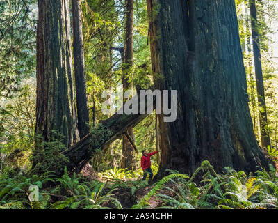 Uomo in piedi nelle foreste di sequoie della California settentrionale. Gli alberi sono enormi e raggiungono il cielo; California, Stati Uniti d'America Foto Stock