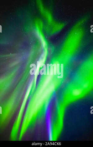 Verde che illumina l'aurora boreale in un cielo stellato, Elk Island National Park; Alberta, Canada Foto Stock