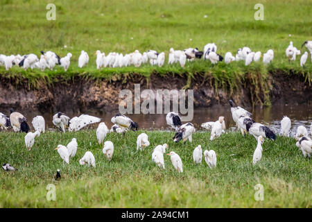 Garzette e stambecchi a testa nera (Threskiornis melanocephalus), cratere di Ngorongoro, Area di conservazione di Ngorongoro; Regione di Arusha, Tanzania Foto Stock