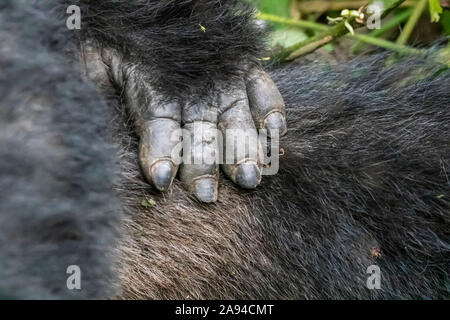 Primo piano di mano e capelli di gorilla di montagna (Gorilla beringei beringei), Parco Nazionale impenetrabile di Bwindi; Regione Occidentale, Uganda Foto Stock