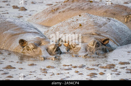 Hippopotamus pod (Hippopotamus anfibio), Queen Elizabeth National Park; Regione Occidentale, Uganda Foto Stock