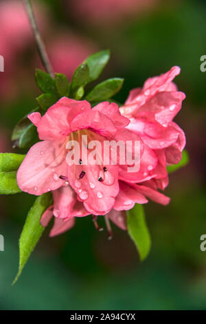 Azalee ibride Pericat (Rododendri), mrs. Fisher' Ericaceae con gocce d'acqua sui petali, New York Botanical Garden Foto Stock