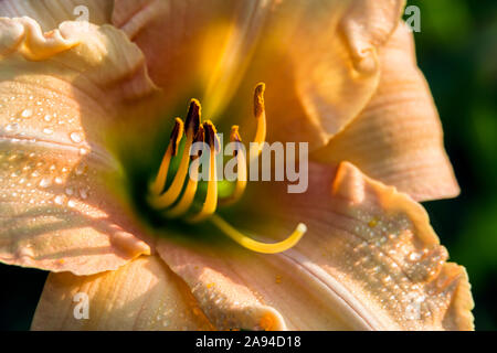 Daylily (Hemerocallis), 'Susan Payson Burke' Hemerocaiildaceae, New York Botanical Garden; Bronx, New York, Stati Uniti d'America Foto Stock