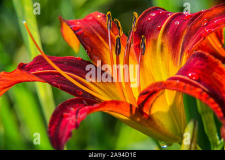 Daylily (Hemerocallis), 'Painted Lady' Hemerocaiildaceae, New York Botanical Garden; Bronx, New York, Stati Uniti d'America Foto Stock