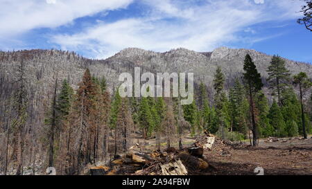 Conseguenze del Donnell Fire, un anno più tardi. Foresta bruciato alberi in Stanislaus National Forest vicino Dardanelle sull'autostrada 108, California. Foto Stock