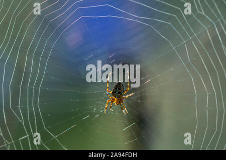 European Garden Spiders (Araneus diadematus) spin webs in fine estate; Astoria, Oregon, Stati Uniti d'America Foto Stock