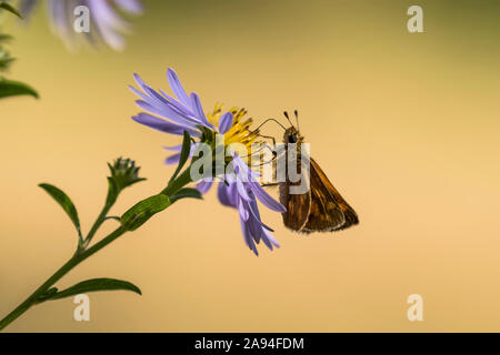 Un Woodland Skipper Butterfly (Ochlodes sylvanoides) estrae il nettare da un fiore d'astro; Astoria, Oregon, Stati Uniti d'America Foto Stock