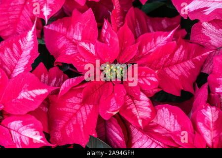 Pink poinsettia visualizzati in serra, in piena fioritura pronti per la stagione delle vacanze. Foto Stock