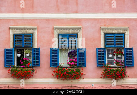 Fiori decorano finestre residenziali con persiane blu su un edificio con facciata rosa; Sibiu, Regione Transilvania, Romania Foto Stock