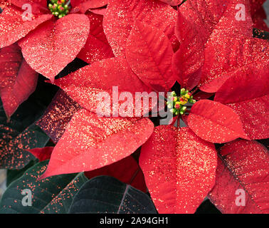 Red Poinsettia piante luccica in piena fioritura pronti per la stagione delle vacanze. Foto Stock