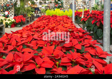 Poinsettia rosso in vendita a livello locale serra in piena fioritura e pronto per la stagione delle vacanze Foto Stock