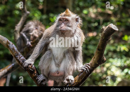 Design Balinese lunga coda di scimmia macaco (), seduto sul lembo di albero. 2a monkey dietro; giungla verde fogliame in background. In Ubud, Bali, Indonesia. Foto Stock
