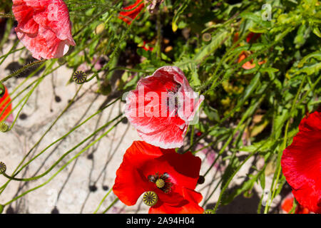 Intenso brillante rosso brillante di Flander il papavero Papaver rhoeas è contrastata contro la croce nera al centro ed è un ricordo il simbolo . Foto Stock