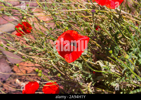 Intenso brillante rosso brillante di Flander il papavero Papaver rhoeas è contrastata contro la croce nera al centro ed è un ricordo il simbolo . Foto Stock