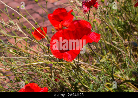 Intenso brillante rosso brillante di Flander il papavero Papaver rhoeas è contrastata contro la croce nera al centro ed è un ricordo il simbolo . Foto Stock