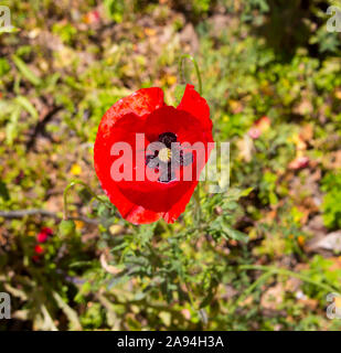 Intenso brillante rosso brillante di Flander il papavero Papaver rhoeas è contrastata contro la croce nera al centro ed è un ricordo il simbolo . Foto Stock