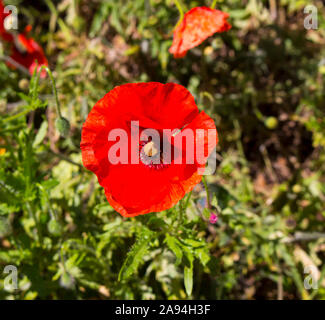 Intenso brillante rosso brillante di Flander il papavero Papaver rhoeas è contrastata contro la croce nera al centro ed è un ricordo il simbolo . Foto Stock