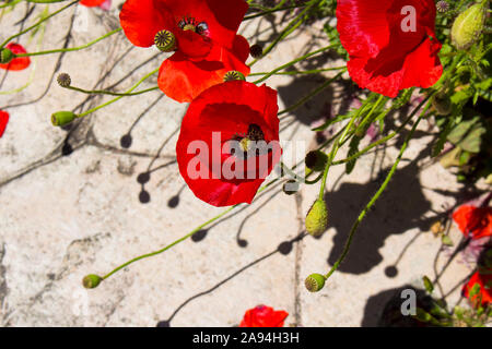 Intenso brillante rosso brillante di Flander il papavero Papaver rhoeas è contrastata contro la croce nera al centro ed è un ricordo il simbolo . Foto Stock