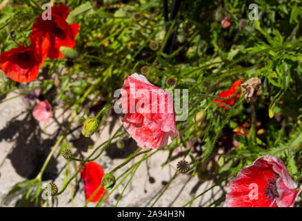 Intenso brillante rosso brillante di Flander il papavero Papaver rhoeas è contrastata contro la croce nera al centro ed è un ricordo il simbolo . Foto Stock