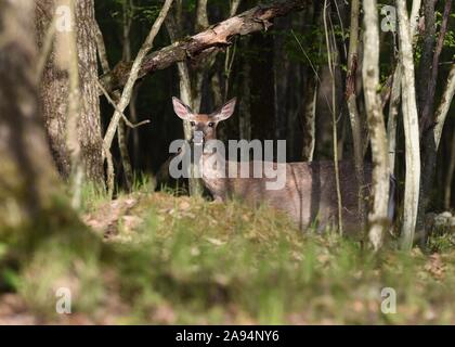 Matura, Femmina, bianco cervo coda del peering fuori dal bosco in una soleggiata giornata di primavera. Foto Stock
