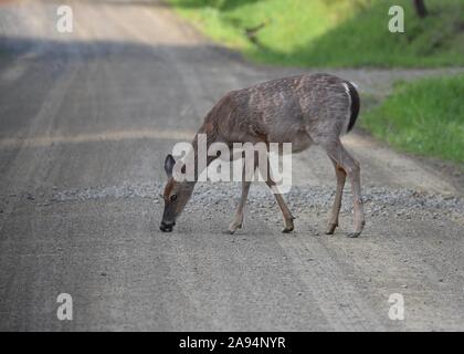 In stato di gravidanza, White Tailed Deer in tarda primavera. Versando il suo cappotto invernale Foto Stock