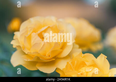 Rose giallo nel giardino vicino, soft sfondo verde Foto Stock