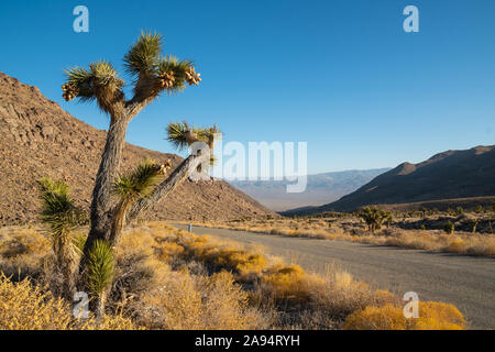 Mattina nel deserto. Strada vuota, montagne e alberi di Joshua. Parco Nazionale della Valle della Morte Foto Stock