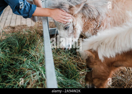 Nana mulattiera in miniatura & cavallo nella fattoria rurale Foto Stock