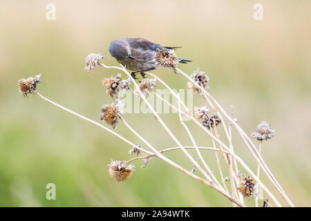 Un western bluebird nel Parco nazionale Badlands (Dakota del Sud). Foto Stock