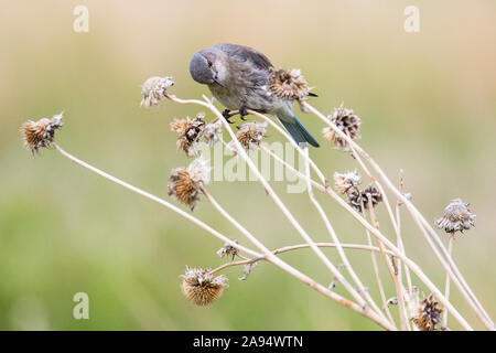 Un western bluebird nel Parco nazionale Badlands (Dakota del Sud). Foto Stock