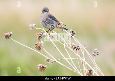 Un western bluebird nel Parco nazionale Badlands (Dakota del Sud). Foto Stock