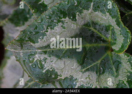 Verde e bianco venato ciclamino foglie con gocce di pioggia o goccioline di acqua vicino fino al sole nel primulaceae o famiglia myrsinaceae Foto Stock