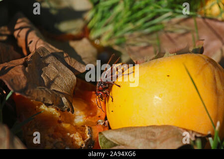 Unione hornet latino vespa crabro anche chiamato calabrone alimentazione su un persimon o frutta persimmon latino Diospyros kaki in autunno o cadere in Italia Foto Stock