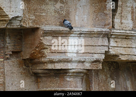 Dettaglio dei pilastri al di fuori il Colosseo a Roma, in Italia uno dei più famosi punti di riferimento e un piccione latino Columba livia domestica in appoggio Foto Stock