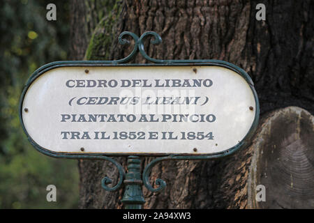 Etichetta per un albero dicendo cedro del Libano tree latino Cedrus libani piantati tra 1852 e 1854 nel parco di Villa Borghese, nel centro di Roma in Italia Foto Stock