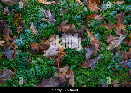 In autunno (caduta) foglie di quercia su frosty erba Foto Stock
