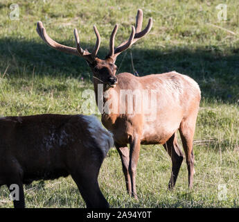 Alce maschio di mostrare a tutti le sue corna di cervo nel Parco Nazionale di Yellowstone (Wyoming). Foto Stock