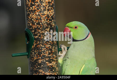 Un bellissimo anello-cervice o rosa-inanellati parrocchetto alimentazione da un alimentatore di sementi. È IL REGNO UNITO più abbondanti naturalizzato parrot. Foto Stock