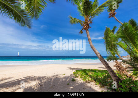 Palme di cocco su Paradise Beach e una barca a vela in mare blu Foto Stock