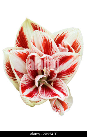 Amaryllis doppio Dancing Queen. Isolato su sfondo bianco Foto Stock