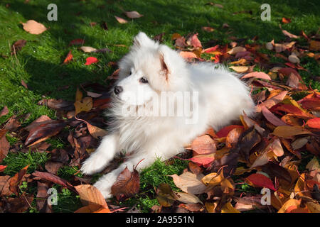 Samoiedo cucciolo sul prato in autunno Foto Stock