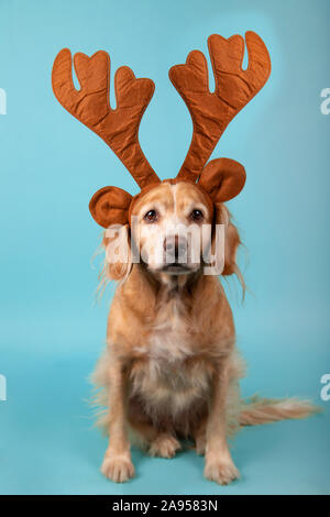 Colpo generale di incroci di cane marrone con le renne palchi su sfondo blu. Ritratto in studio. Concetto di natale. Foto Stock