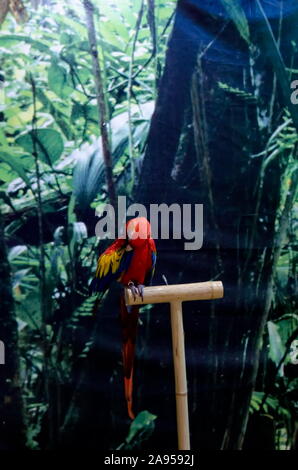 Macaw Scarlet Macaw o ara è un grande pappagallo con rosso, giallo e blu di piume relax nel giardino, Sofia, Bulgaria Foto Stock